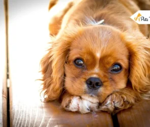 Buying a Dog Online