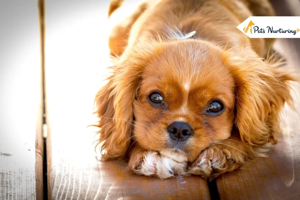 Buying a Dog Online