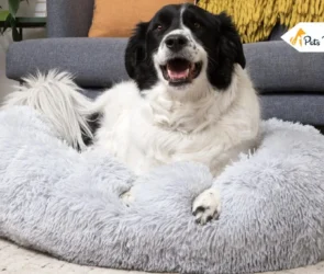 Calming Beds for Anxious Dogs