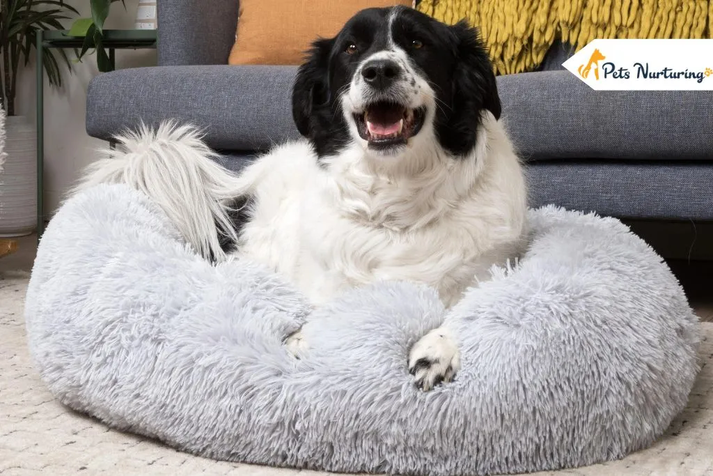 Calming Beds for Anxious Dogs