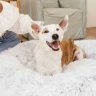 Calming Beds for Anxious Dogs