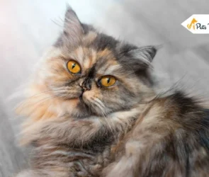 Flat Face Cat Breeds