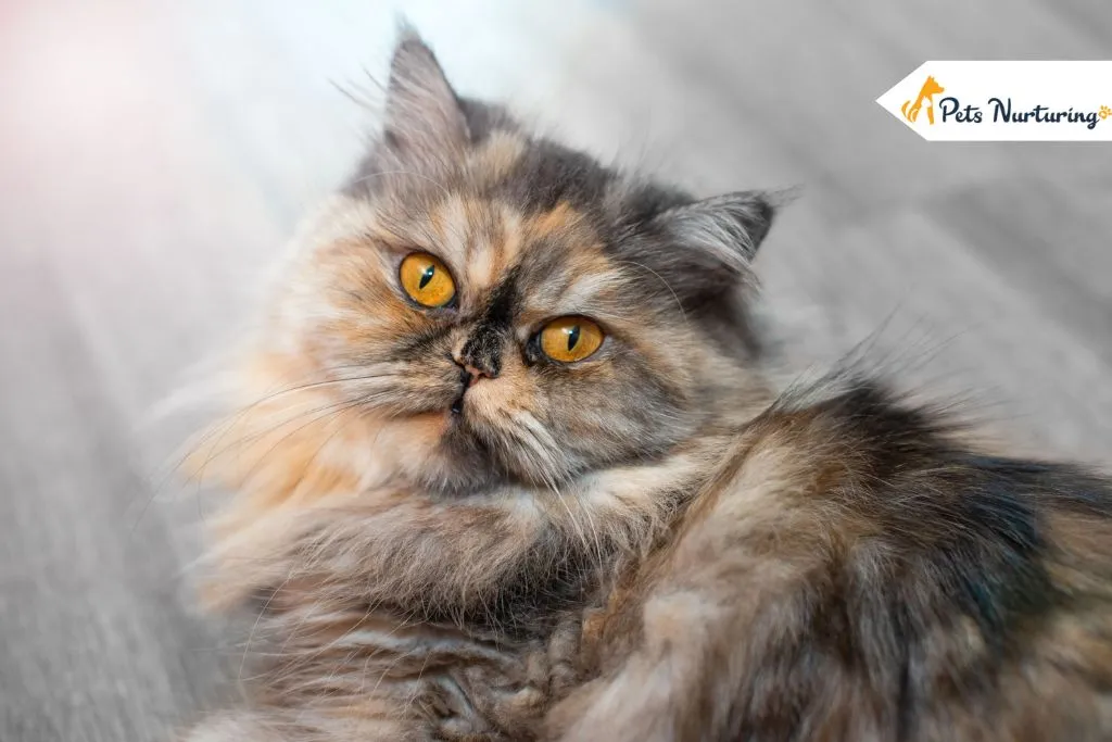 Flat Face Cat Breeds