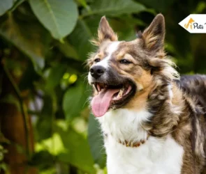 German Shepherd Australian Shepherd Mix