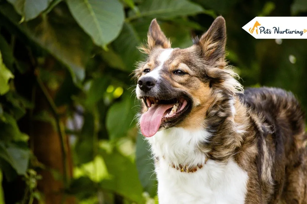 German Shepherd Australian Shepherd Mix