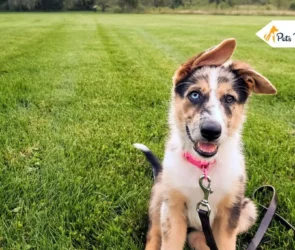 German Shepherd Border Collie Mix
