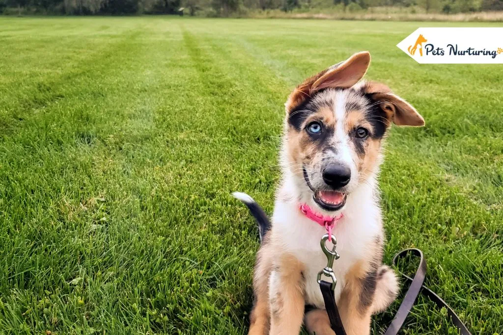 German Shepherd Border Collie Mix