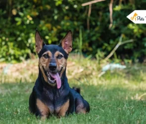 German Shepherd Doberman Mix Dog