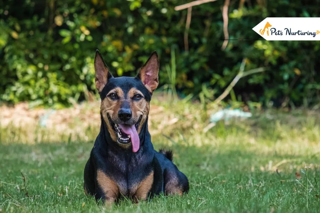 German Shepherd Doberman Mix Dog
