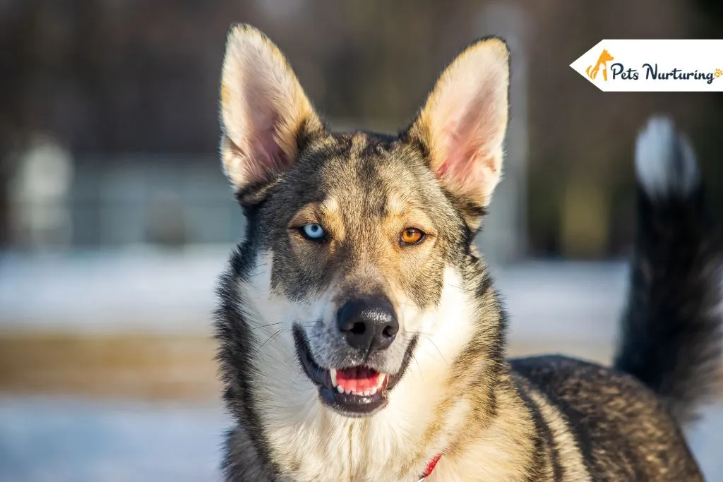 German Shepherd Husky Mix