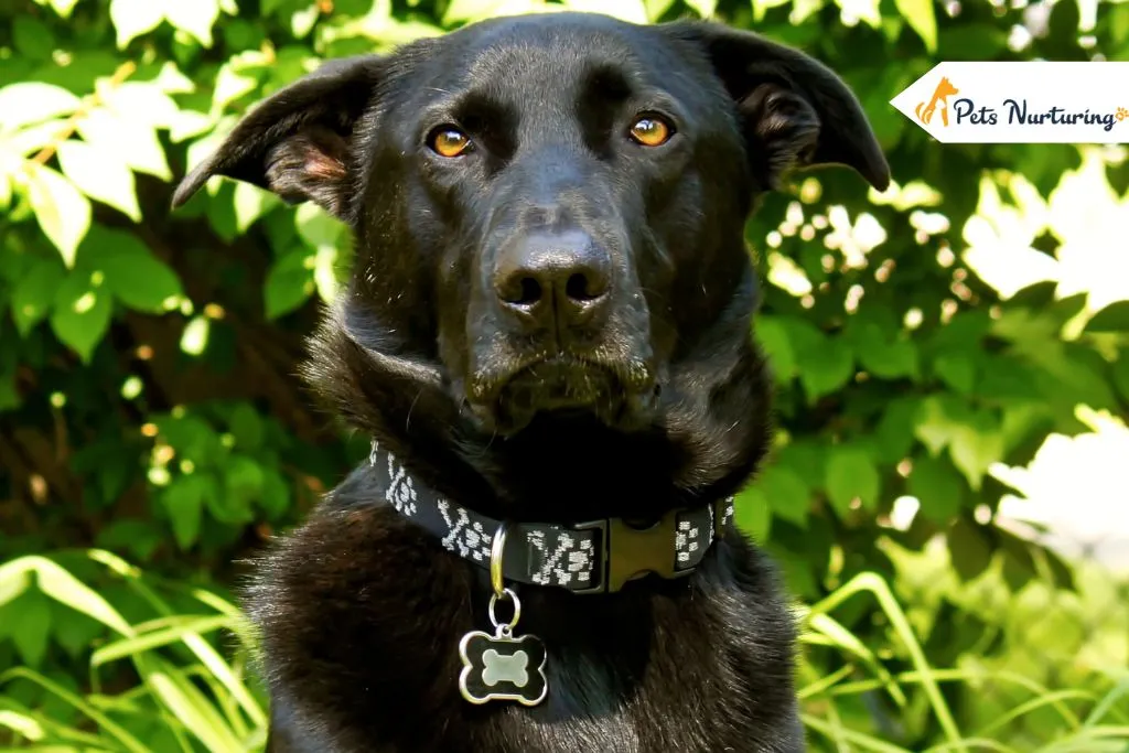 German Shepherd Lab Mix
