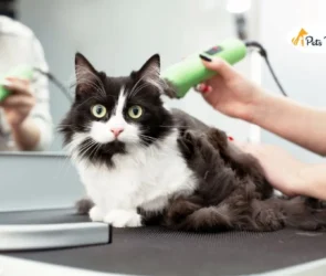 Groom a Cat Like a Pro
