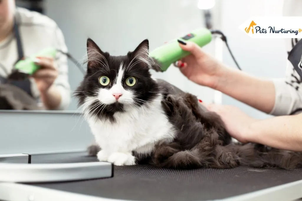 Groom a Cat Like a Pro