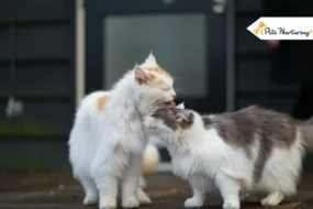 How Long Are Cats in Heat