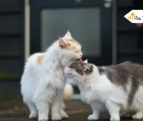 How Long Are Cats in Heat