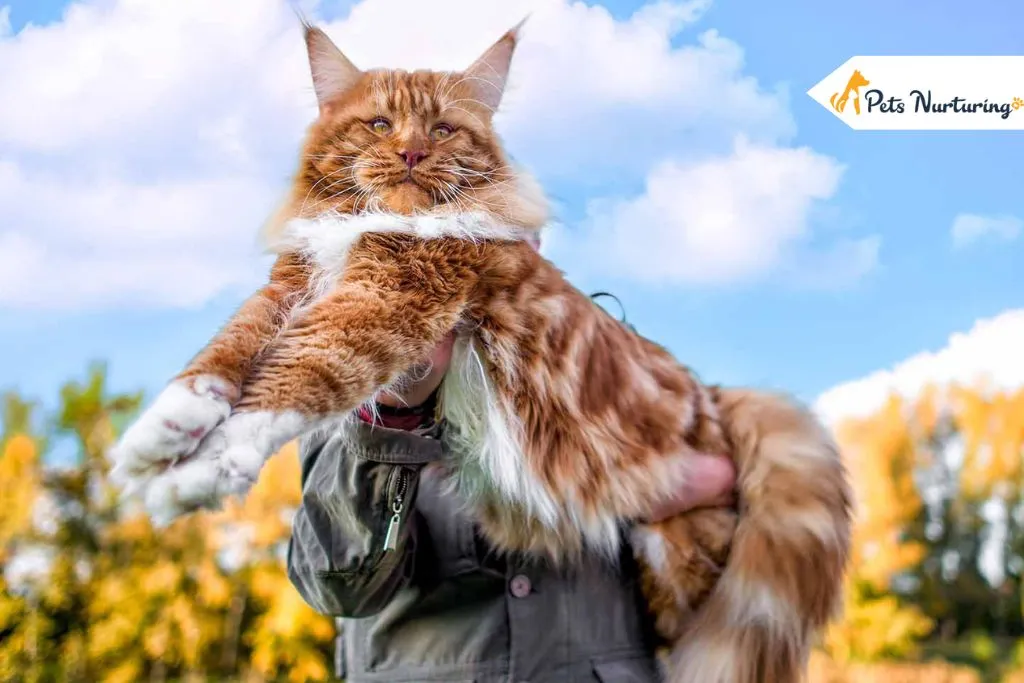 Largest Cat Breed