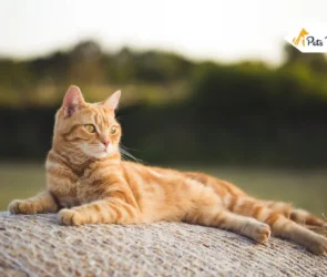 Orange Tabby Cat