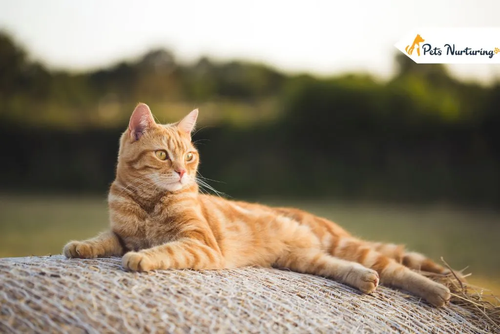 Orange Tabby Cat