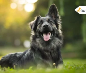 Role of Dogs in Society