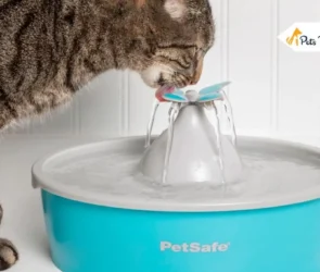 Smart Fountain