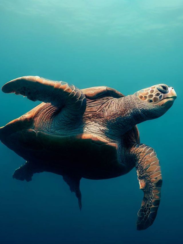 10 Fun Facts About Turtles