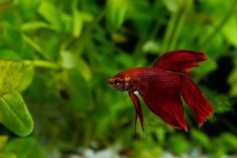 Do Fish Sleep? Unveiling the Sleep Secrets of Fish