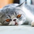 flat face cat