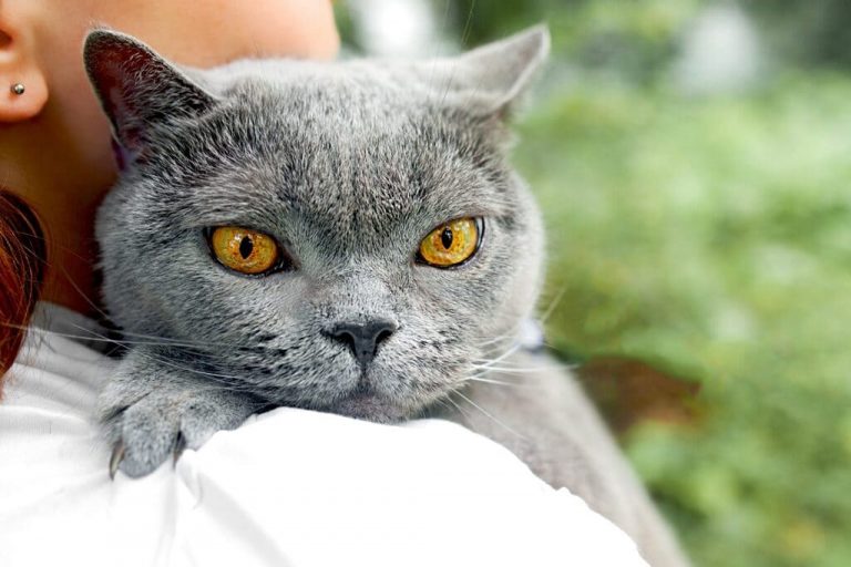 10 Flat Face Cat Breeds in 2023 That You Must Know