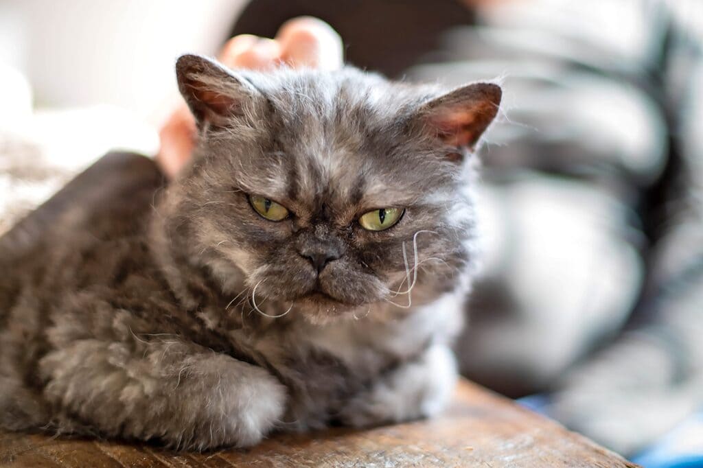 Selkirk Rex a flat face cat