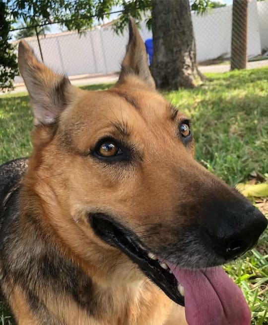 Lifespan of german shepherd lab mix
