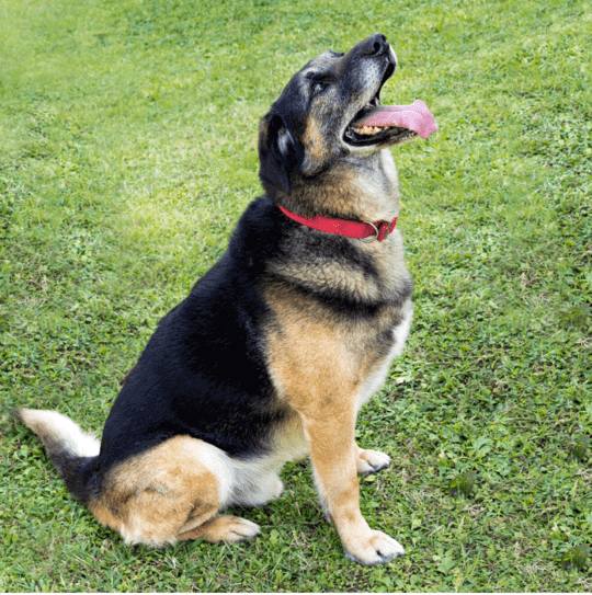 german shepherd lab mix Training