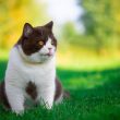 largest cat breed