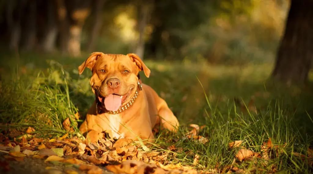 red nose pitbull