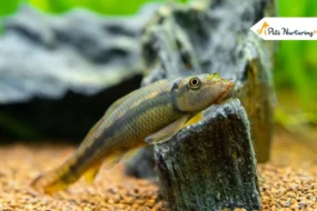 Algae Eater Fish