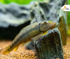 Algae Eater Fish