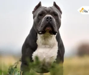 American Bully Dog