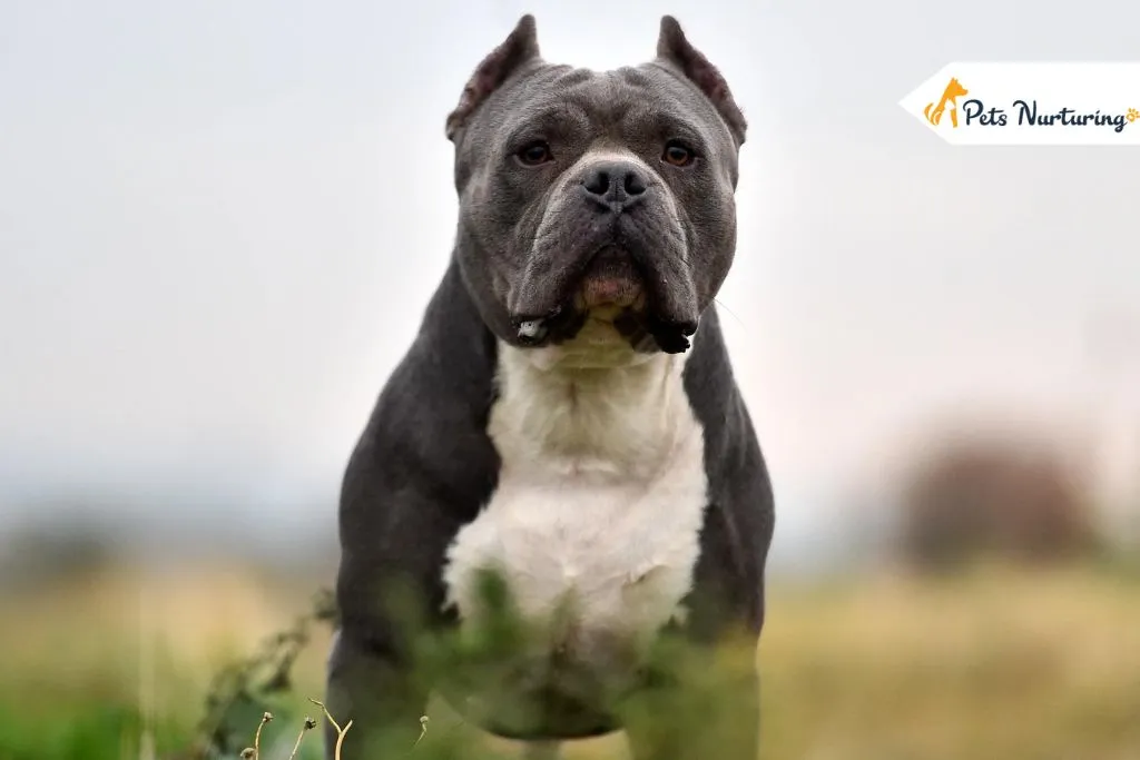 American Bully Dog