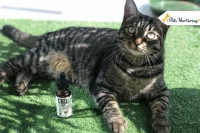 CBD for Cats with Cancer