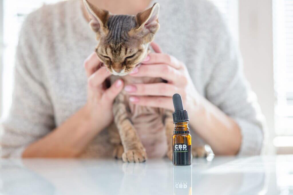 Benefits of CBD for Cats with Cancer