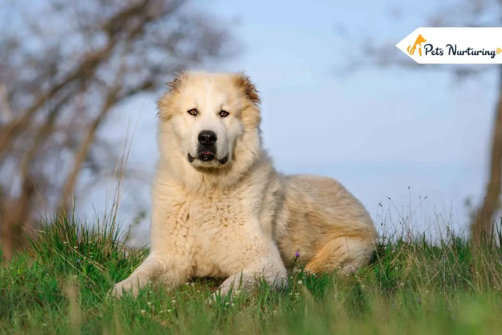 Central Asian Shepherd
