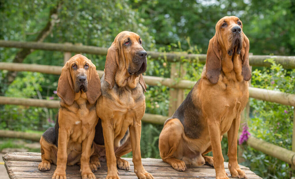 Bloodhound Dog Breeds with the Loudest Bark