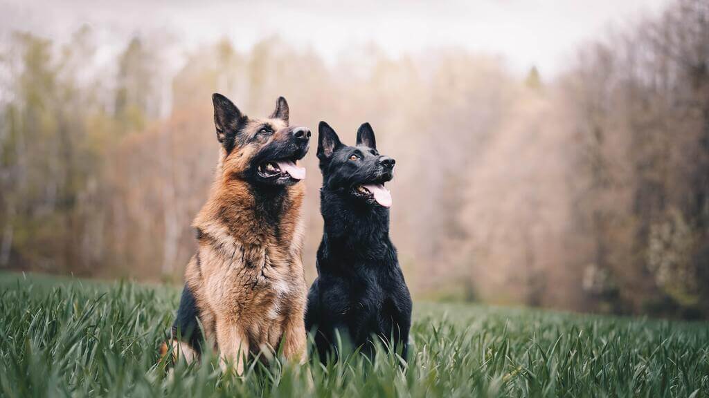 German Shepherd Dog Breeds with the Loudest Bark