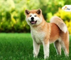 Dog Breeds with the Loudest Bark