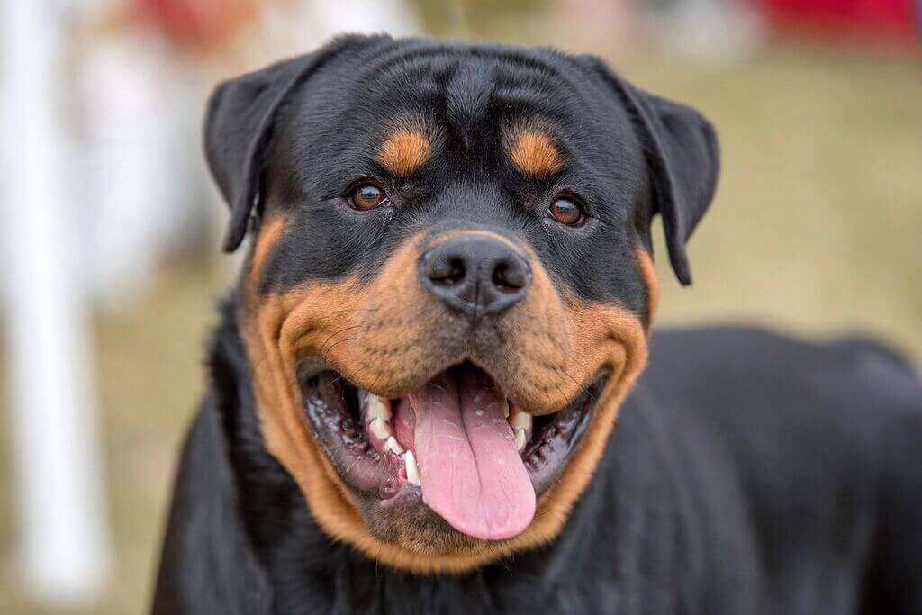 Rottweiler Dog Breeds with the Loudest Bark