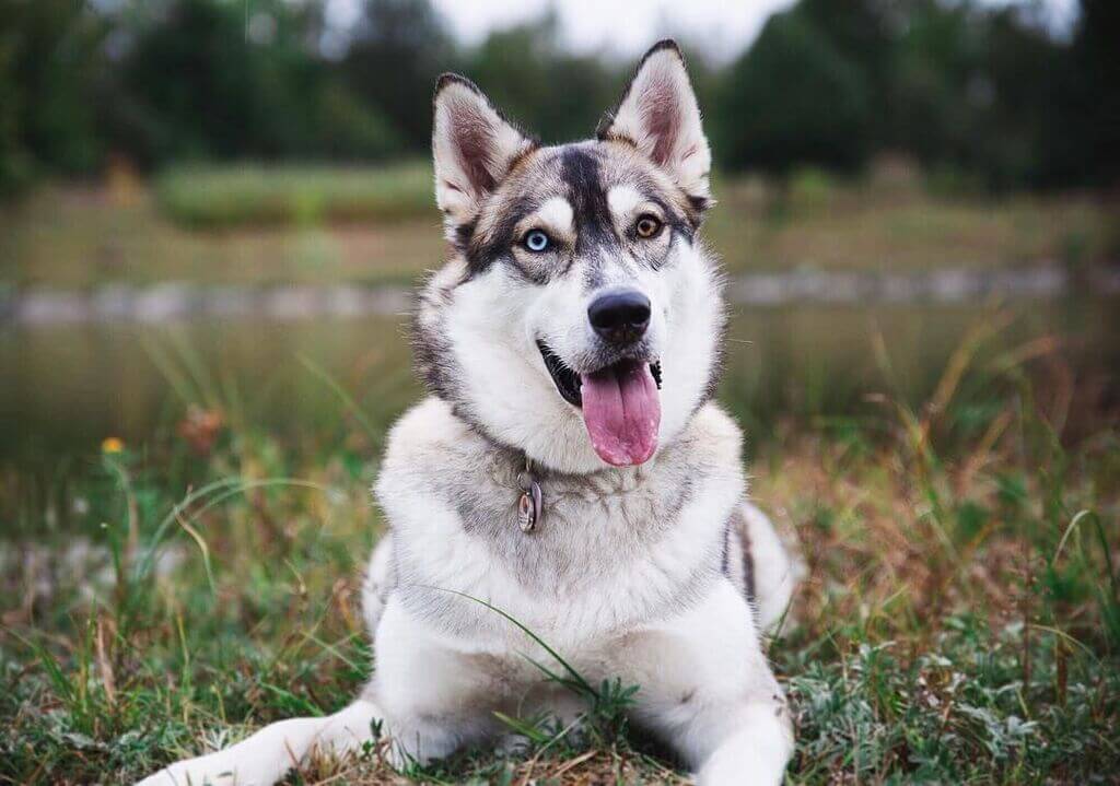 Siberian Husky Dog Breeds with the Loudest Bark