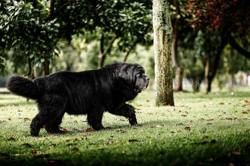 Newfoundland Dog Breeds with the Loudest Bark