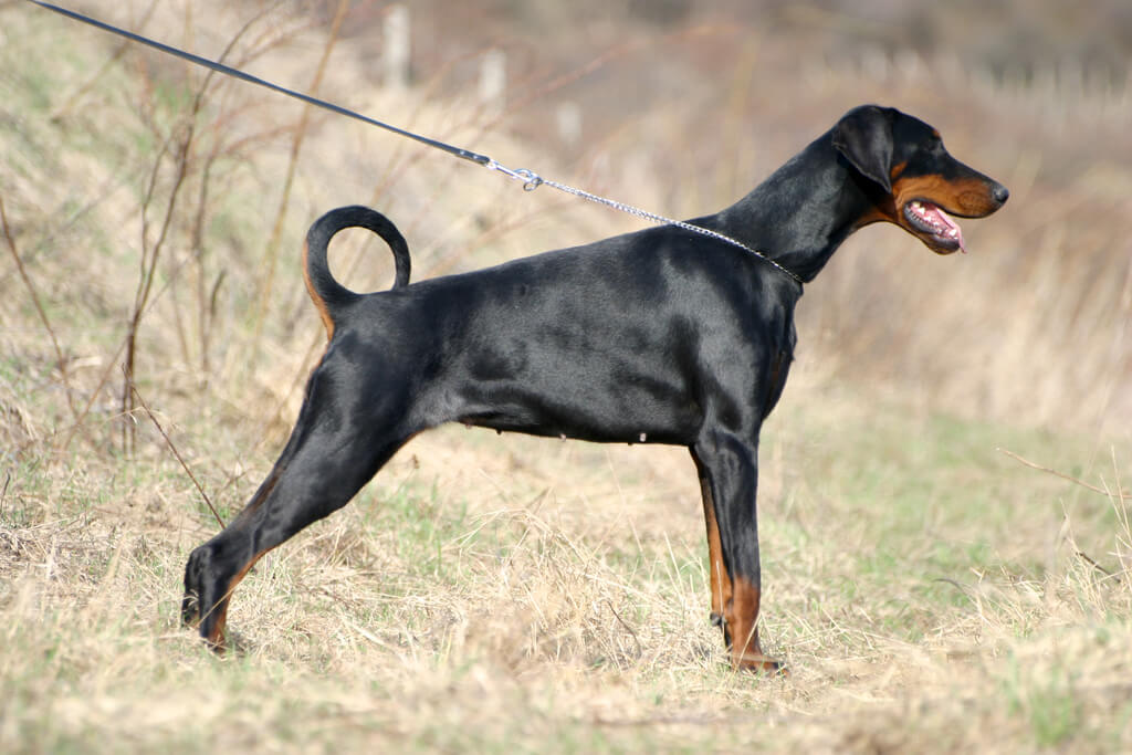 Doberman Pinscher Dog Breeds with the Loudest Bark