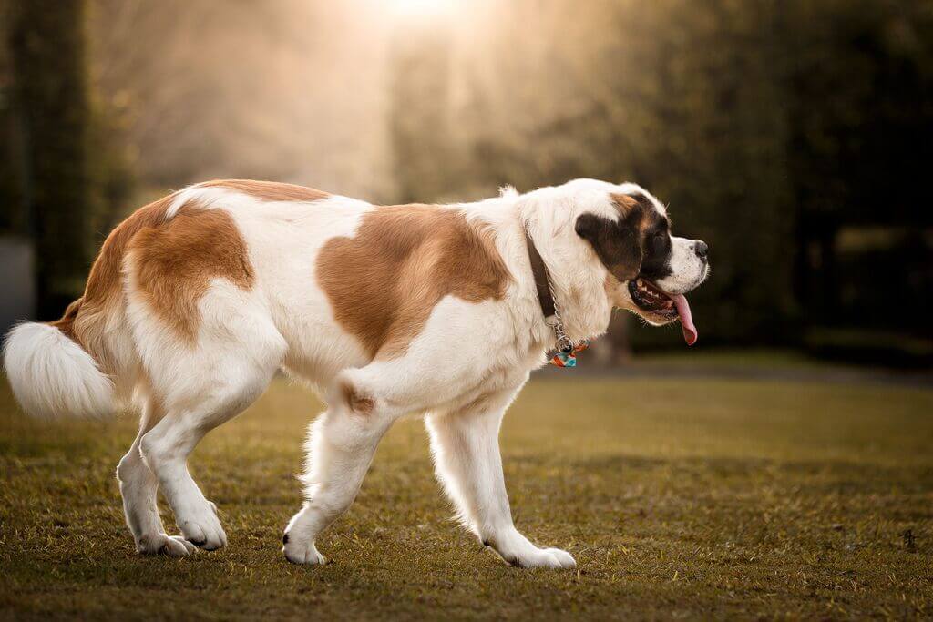 Saint Bernard Dog Breeds with the Loudest Bark