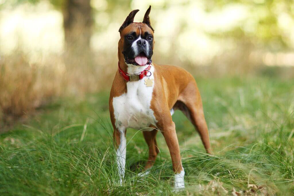 Boxer Dog Breeds with the Loudest Bark