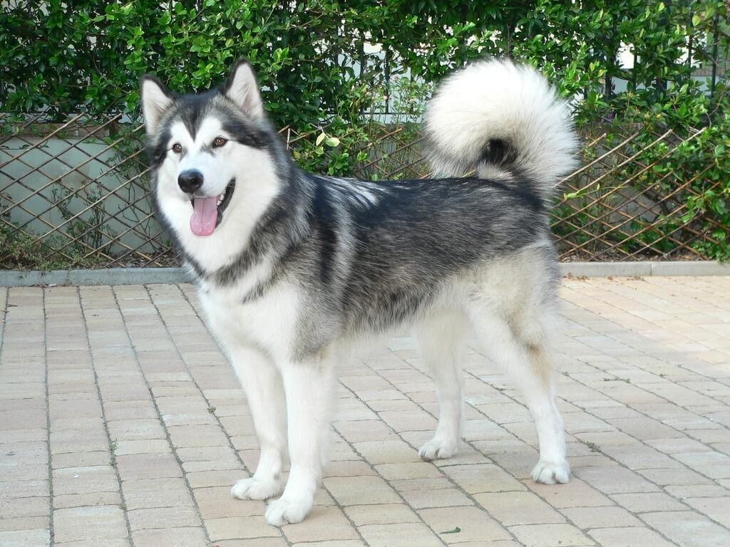 laskan Malamute Dog Breeds with the Loudest Bark